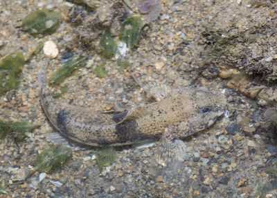 Открыты новые виды бычков