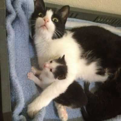 Зоопланктон: не очень пассивное движение в турбулентности: физики показывают, что, несмотря на свои ограниченные возможности плавания, зоопланктон, называемый каланоидными веслоногими ракообразными, проявляет активное, энергичное поведение в турбулентных потоках