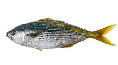 Чувствуют ли рыбы боль? Исследования показывают, что не так, как люди