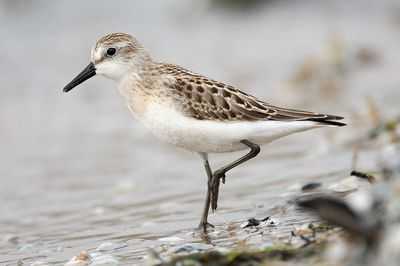 Детективы куликов выявляют проблемные точки в континентальной миграции