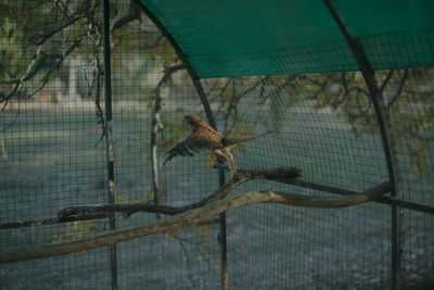 Новая модель для отслеживания тропинок животных с солнечных геолокаторов