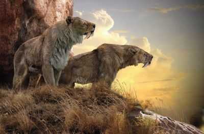 Охота на саблезубых кошек на равнинах Южной Америки