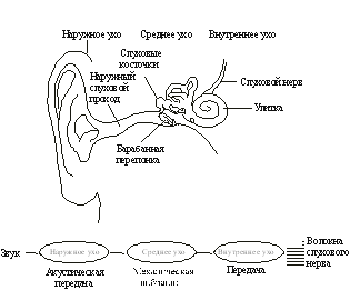 Первая в Калифорнии операция по имплантации слухового ствола мозга малышу