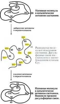 Развернутые белки разрушаются под воздействием тепла и тесноты