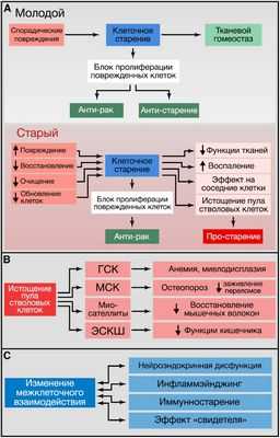Сигналы от дисфункциональных митохондрий вызывают клеточное старение с отчетливым секреторным фенотипом