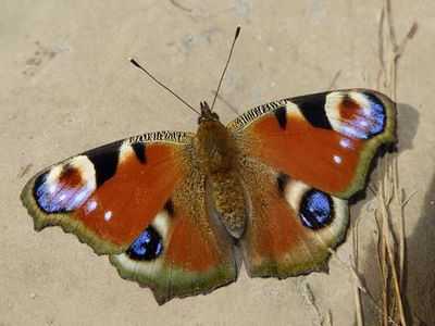 Бабочки, питающиеся соком, пополнили ряды природного явления, золотого сечения