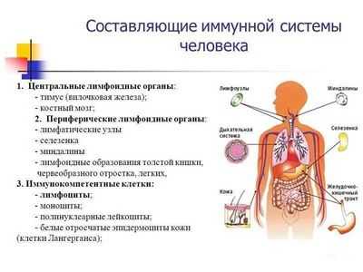 Две разные популяции CD4 Т-клеток играют разные роли в иммунной системе