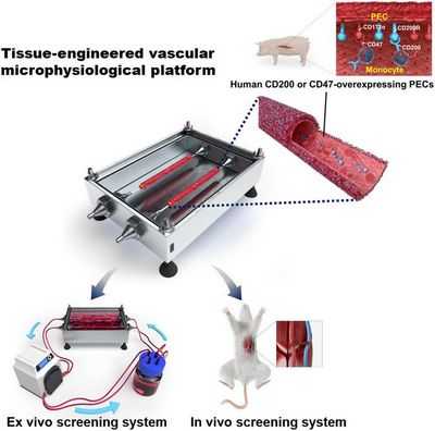 Крошечные биоинженерные трансплантаты кровеносных сосудов помогают при деликатных микрохирургических операциях