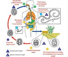 Определена цель лечения паразита, опасного для здоровья населения