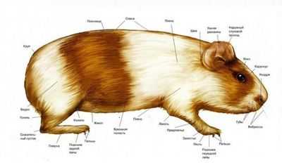 Островные грызуны принимают кошмарные размеры: грызуны необычного размера в 17 раз чаще встречаются на островах, чем где-либо еще