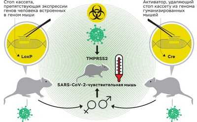Первая гуманизированная модель синдрома Шегрена на мышах открывает двери для изучения других аутоиммунных заболеваний