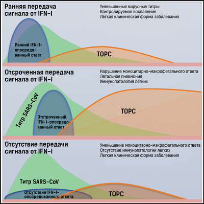 СИГНАЛ увеличивает выживаемость новых клеток мозга