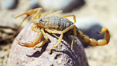 Учимся у скорпионов управлять импульсами