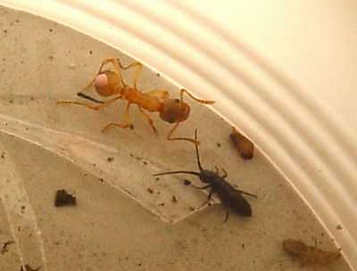 Уникальные идентификаторы особей связывают 10 новых видов муравьев напрямую с AntWeb