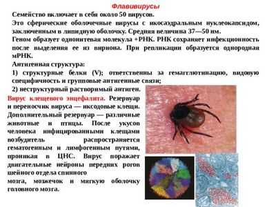 Вирусы повышают инфекционность насекомых