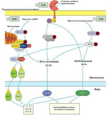 Интегрины, теряющие способность захвата, активируют иммунные реакции Т-клеток