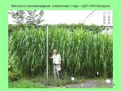 Исследование показало, что гигантский тростник - редкость для фотосинтеза