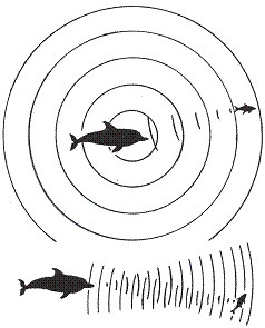 Электронная ДНК в пробах морской воды может выявить состояние популяций глубоководных рыб: данные электронной ДНК по видам гренландских рыб полностью соответствуют траловым уловам