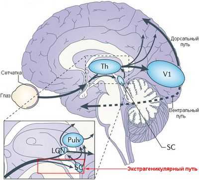 Ранняя зрительная кора человека подсознательно разрешает невидимые конфликты