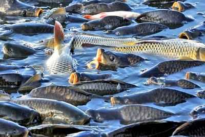 Рыбакам и сообществам нужно больше, чем просто здоровые рыбные запасы