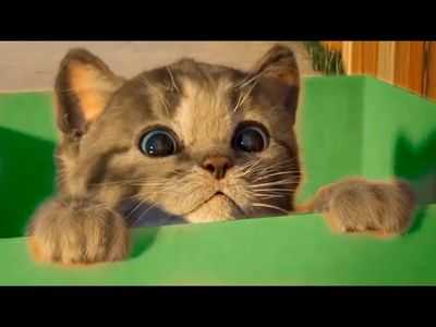 Вирус птичьего гриппа, выделенный у морских котиков, представляет угрозу для человека