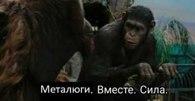 Бои обезьян помогают объяснить переломные моменты в сообществах животных