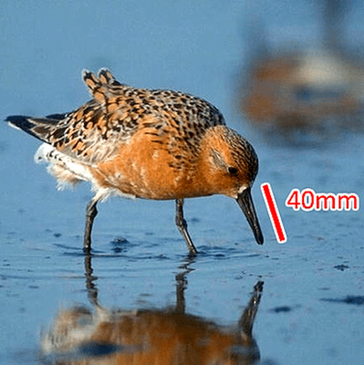 Более раннее таяние снега спровоцировало более раннее размножение арктических птиц