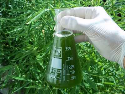 Использование грибов для ловли водорослей: сбор микроводорослей для производства топлива и химикатов