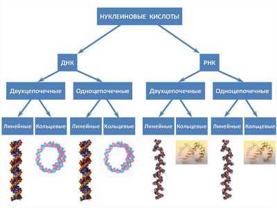 Мини-антитело с широкой противовирусной активностью разрушает вирусную ДНК и РНК