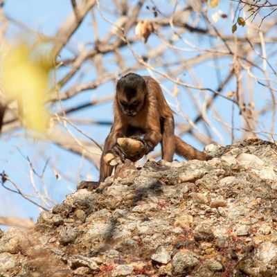 Обезьяны в Бразилии &laquo;использовали каменные орудия как минимум сотни лет&raquo;: на поведение человека в раннем возрасте повлияли наблюдения за обезьянами, использующими каменные орудия?