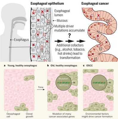 Обнаружен новый источник мутаций рака