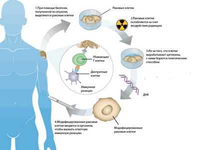 Обнаружен сигнальный путь, с помощью которого перспективное лекарство от лейкемии убивает раковые клетки