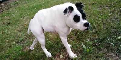 Обнаружение мутировавшего гена у собак может помочь в лечении слепоты