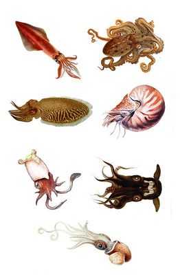 В изменении океанов головоногие моллюски быстро растут