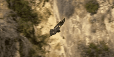 Могут ли кондоры вернуться в Северную Калифорнию?