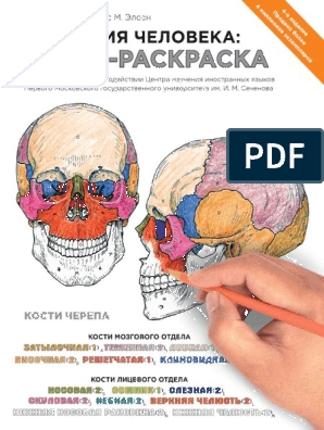 Молекула, созданная мышцами, впервые показала, что она строит кость