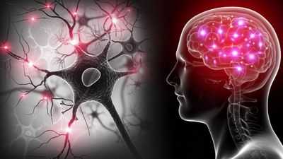 Переедание у мышей с ожирением связано с изменением реакции мозга на пищевые сигналы