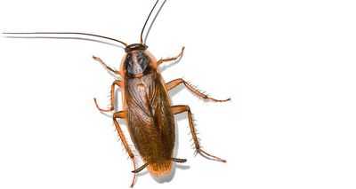 Подсказки о том, почему тараканы так плодовиты