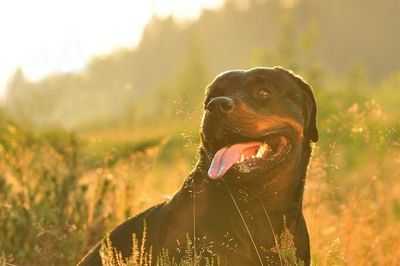 Собаки имитируют новые человеческие поступки и хранят их в памяти