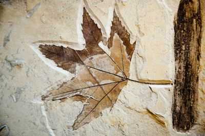 Тибетское плато: создание Шангри-Ла