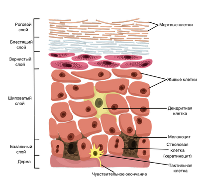 Два протеина защищают стволовые клетки кожи