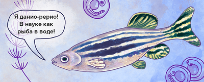 Исследователи обнаружили бактериальный белок, который стимулирует выработку инсулина клеток у рыбок данио