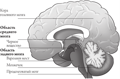 Как мозг строит панорамную память: нейробиологи определяют области мозга, которые служат ключом к связыванию различных взглядов на наше окружение
