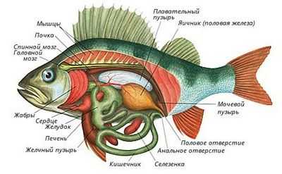 Как рыба может жарить: ученые раскрывают эволюционные ключи к электрической рыбе
