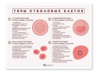 От плюрипотентности к тотипотентности