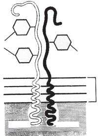 Алкоголь может повышать экспрессию двух ферментов, называемых CYP2E1, CYP2U1