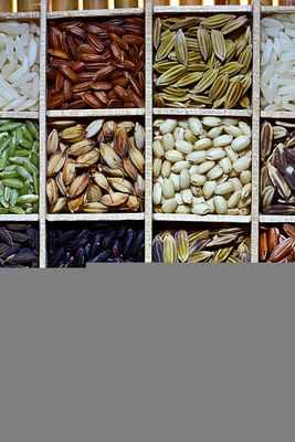 Исследователи обнаружили, что мелкое затопление снижает количество основных вредителей риса