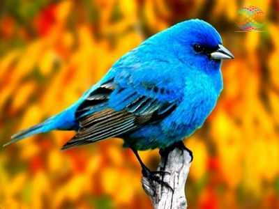 Как маленькие птички переживают холодные зимы?