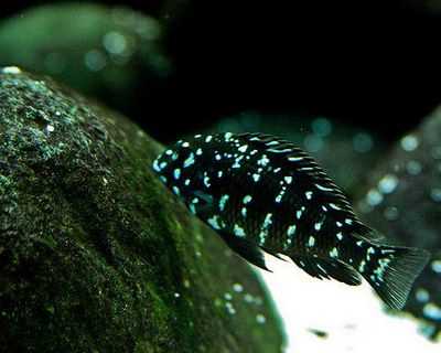 Мрачные воды Амазонки: видение рыб из облаков: южноамериканские цихлиды ограничили использование генов, общих с африканскими родственниками