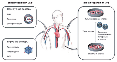 Новая стратегия генной терапии наночастицами эффективно лечит смертельный рак мозга у крыс